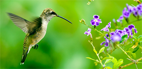 hummingbird